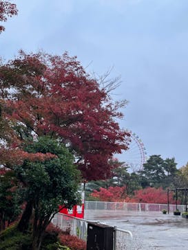 西武園ゆうえんちに投稿された画像（2022/11/23）