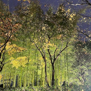 国営昭和記念公園 秋の夜散歩に投稿された画像（2022/11/23）