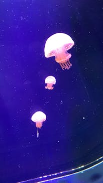 マリンワールド海の中道に投稿された画像（2022/11/23）