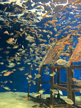 マリンワールド海の中道に投稿された画像（2022/11/23）