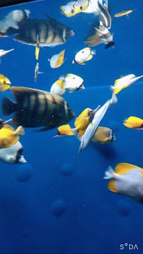 環境水族館アクアマリンふくしまに投稿された画像（2022/11/23）