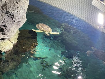 名古屋港水族館に投稿された画像（2022/11/23）