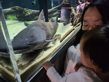 カワスイ 川崎⽔族館に投稿された画像（2022/11/23）