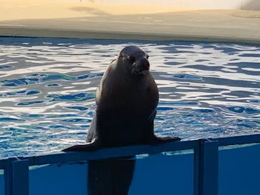 伊豆・三津シーパラダイスに投稿された画像（2022/11/23）