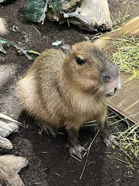カワスイ 川崎⽔族館に投稿された画像（2022/11/23）