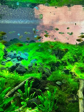 カワスイ 川崎⽔族館に投稿された画像（2022/11/23）