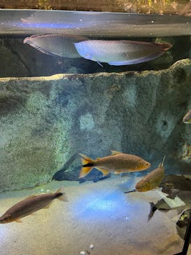 カワスイ 川崎⽔族館に投稿された画像（2022/11/23）