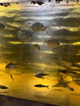 カワスイ 川崎⽔族館に投稿された画像（2022/11/23）