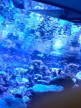 名古屋港水族館に投稿された画像（2022/11/23）