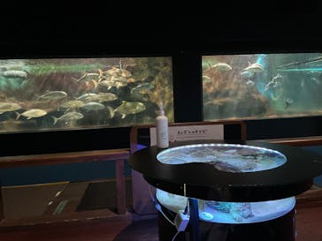 ゼロ距離水族館 伊勢シーパラダイスに投稿された画像（2022/11/23）