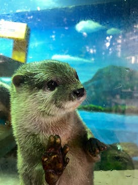 ゼロ距離水族館 伊勢シーパラダイスに投稿された画像（2022/11/23）