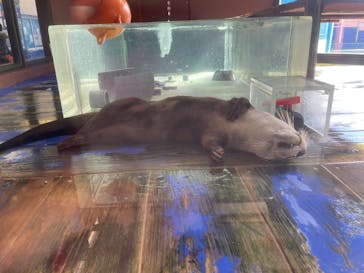 ゼロ距離水族館 伊勢シーパラダイスに投稿された画像（2022/11/23）