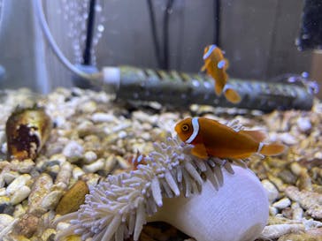 ゼロ距離水族館 伊勢シーパラダイスに投稿された画像（2022/11/23）