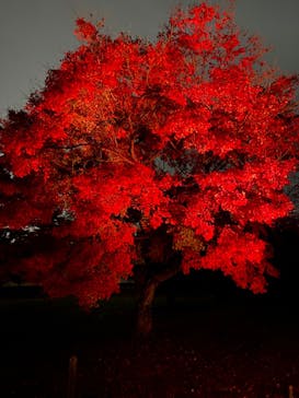 NAKED FLOWERS 2022 秋 世界遺産・二条城に投稿された画像（2022/11/23）