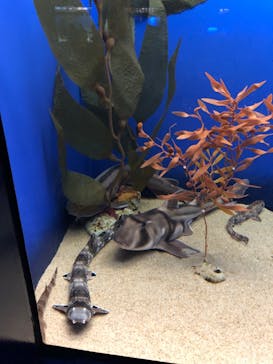 アクアワールド茨城県大洗水族館に投稿された画像（2022/11/24）