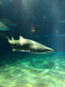 アクアワールド茨城県大洗水族館に投稿された画像（2022/11/24）