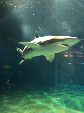 アクアワールド茨城県大洗水族館に投稿された画像（2022/11/24）