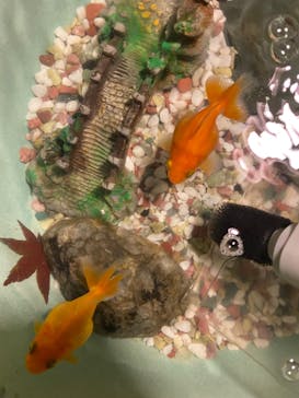 上方温泉 一休 京都本館に投稿された画像（2022/11/24）