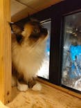 猫カフェモカ　池袋本店に投稿された画像（2022/11/24）