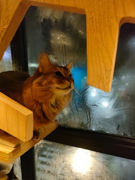 猫カフェモカ　池袋本店に投稿された画像（2022/11/24）