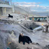 のぼりべつクマ牧場に投稿された画像（2022/11/24）