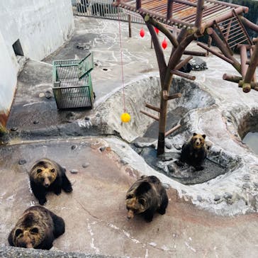 のぼりべつクマ牧場に投稿された画像（2022/11/24）