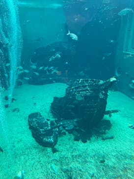 箱根園水族館に投稿された画像（2022/11/24）