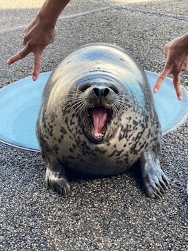 大分マリーンパレス水族館 「うみたまご」に投稿された画像（2022/11/24）