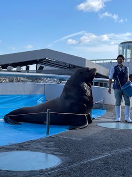 大分マリーンパレス水族館 「うみたまご」に投稿された画像（2022/11/24）