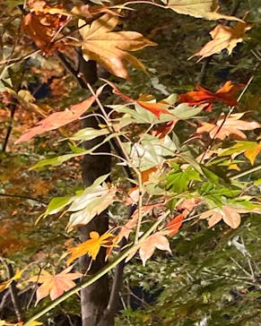 国営昭和記念公園 秋の夜散歩に投稿された画像（2022/11/24）