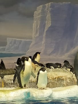 名古屋港水族館に投稿された画像（2022/11/24）