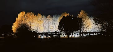 国営昭和記念公園 秋の夜散歩に投稿された画像（2022/11/24）