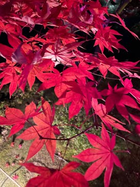 NAKEDヨルモウデ2022平安神宮に投稿された画像（2022/11/24）