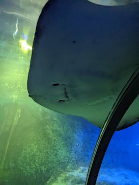 串本海中公園水族館に投稿された画像（2022/11/24）