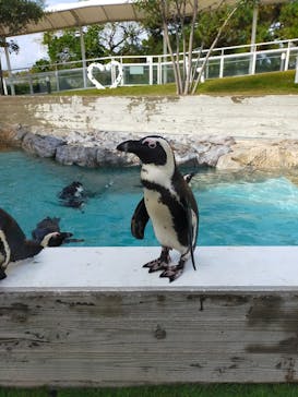 マリンワールド海の中道に投稿された画像（2022/11/24）