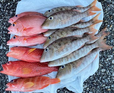 釣り船　博栄丸に投稿された画像（2022/11/24）