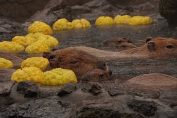 伊豆シャボテン動物公園に投稿された画像（2022/11/24）