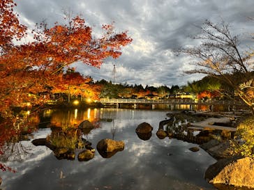 国営昭和記念公園 秋の夜散歩に投稿された画像（2022/11/25）