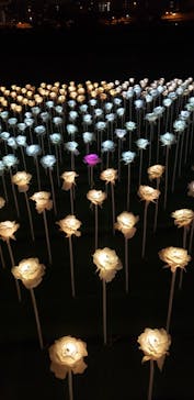 東京メガイルミに投稿された画像（2022/11/25）