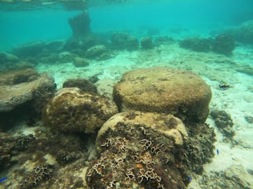 沖縄マリンサービス碧に投稿された画像（2022/11/25）