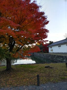 元離宮二条城に投稿された画像（2022/11/25）