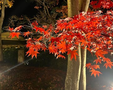 国営昭和記念公園 秋の夜散歩に投稿された画像（2022/11/25）