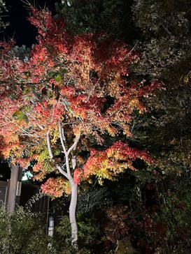 国営昭和記念公園 秋の夜散歩に投稿された画像（2022/11/25）