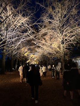 国営昭和記念公園 秋の夜散歩に投稿された画像（2022/11/25）