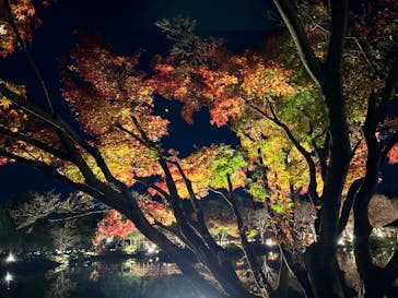 国営昭和記念公園 秋の夜散歩に投稿された画像（2022/11/25）