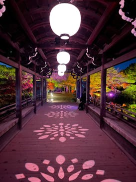 NAKEDヨルモウデ2022平安神宮に投稿された画像（2022/11/25）