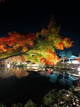 国営昭和記念公園 秋の夜散歩に投稿された画像（2022/11/25）
