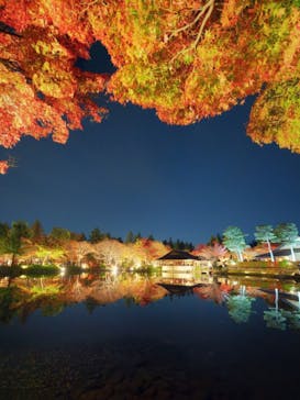 国営昭和記念公園 秋の夜散歩に投稿された画像（2022/11/25）