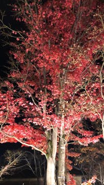 国営昭和記念公園 秋の夜散歩に投稿された画像（2022/11/25）