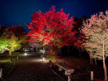 NAKED FLOWERS 2022 秋 世界遺産・二条城に投稿された画像（2022/11/25）